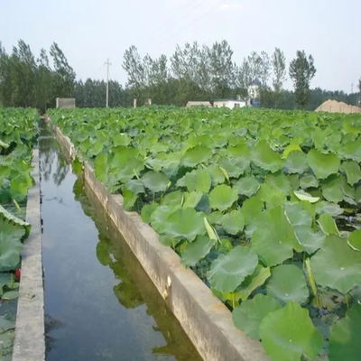 Fogli di geomembrana in PVC 1 mm Geo materiale di plastica Geomembrana liscia Hdpe Pond Liner